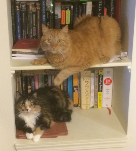 My two cats: Finn the orange tabby and Essie the calico tabby. This post is about Essie.
